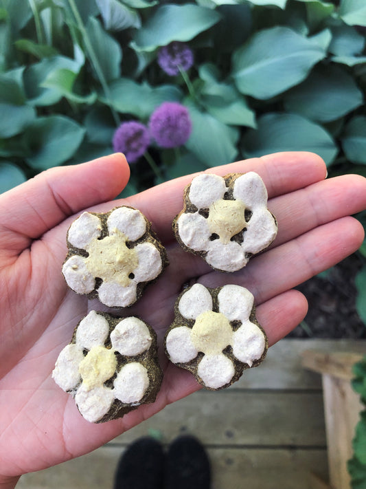 Oat Free Daisy Treats