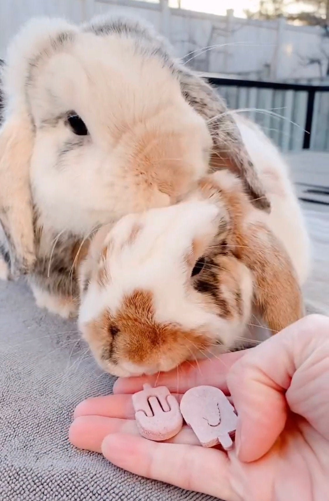 Treats for baby clearance bunnies